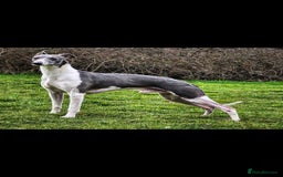 Mixed Breed dogs for sale: Whippet lurcher - Image 5