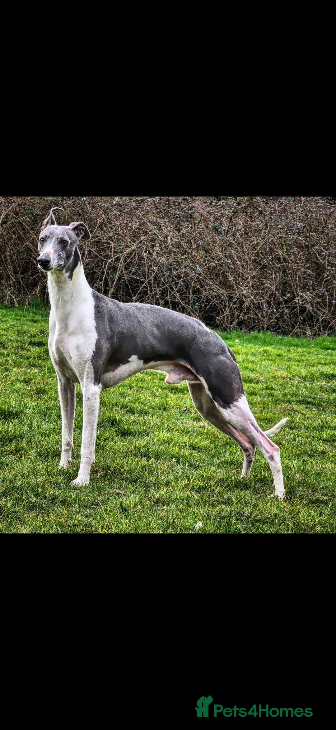Mixed Breed dogs for sale: Whippet lurcher - Image 5