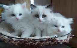 Ragdoll cats for sale: RAGDOLLS BICOLOUR BOY GIRLS BLUE EYES READY NOW  - Advert 37