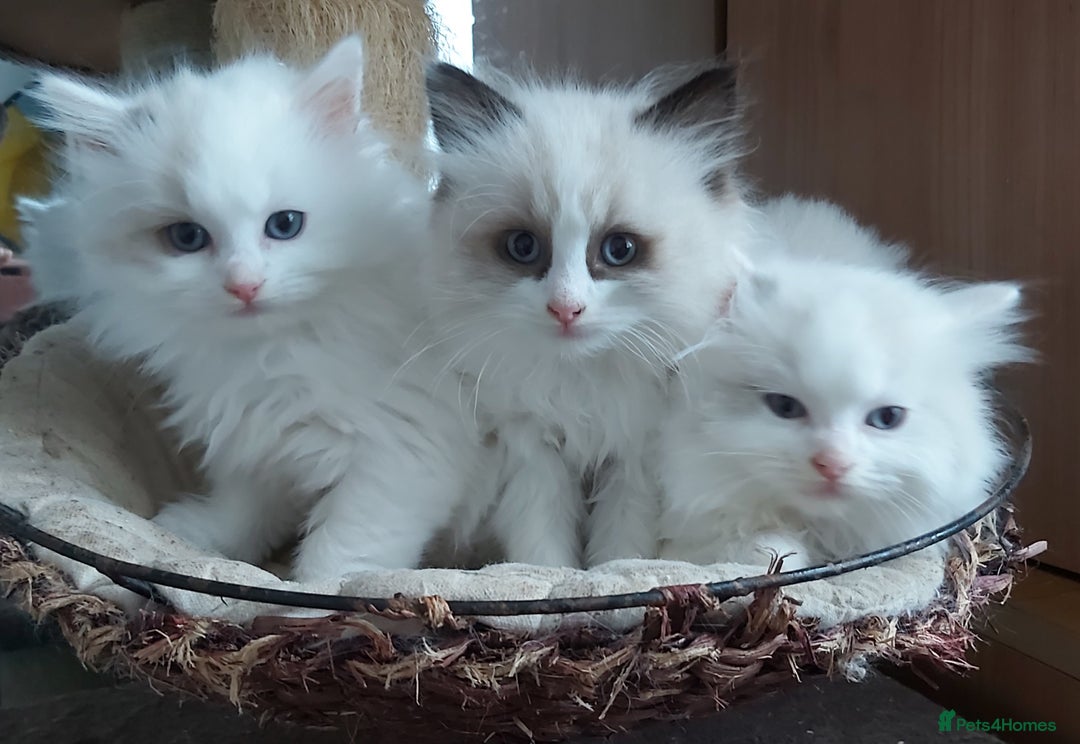 Ragdoll cats for sale: RAGDOLLS BICOLOUR BOY GIRLS BLUE EYES READY NOW  - Advert 37