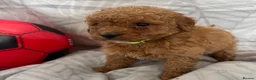 Cockapoo dogs for sale: Beautiful f1B cockapoo Boys  - Advert 13