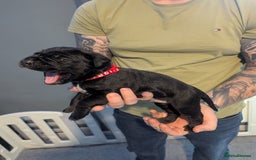 Cane Corso dogs for sale: Purebred champion bloodline cane corso puppies - Image 15