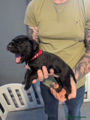 Cane Corso Puppy 6