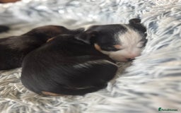 Jack Russell dogs for sale: Jack Russell pups non KC  - Image 6