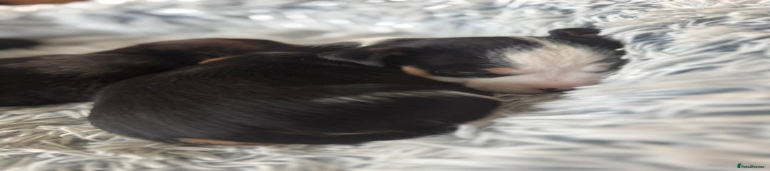 Jack Russell Puppy 5