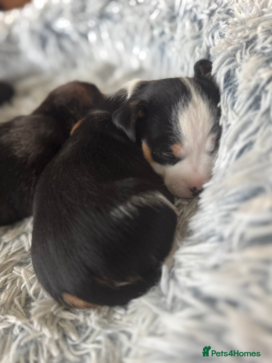 Jack Russell dogs for sale: Jack Russell pups non KC  - Image 6