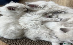 Ragdoll cats for sale: Beautiful blue point kittens - Advert 1