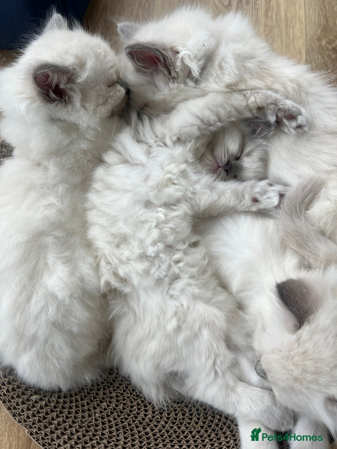 Ragdoll cats for sale: Beautiful blue point kittens - Advert 1
