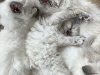 Ragdoll cats for sale: Beautiful blue point kittens - Advert 1
