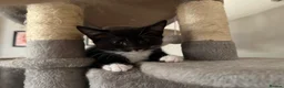 Mixed Breed cats for sale: Last Male kitten - ready now - Advert 2