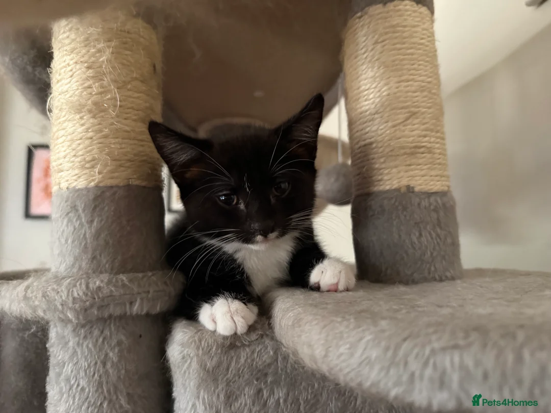 Mixed Breed cats for sale: Last Male kitten - ready now - Advert 2
