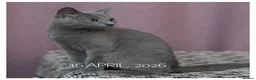 Russian Blue cats for sale: Adorable Russian Blue Kitten. TICA. - Advert 7