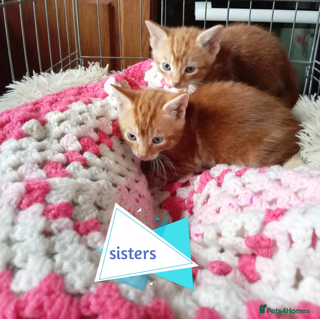Mixed Breed cats for sale: Kittens gorgeous playful babys - Image 4