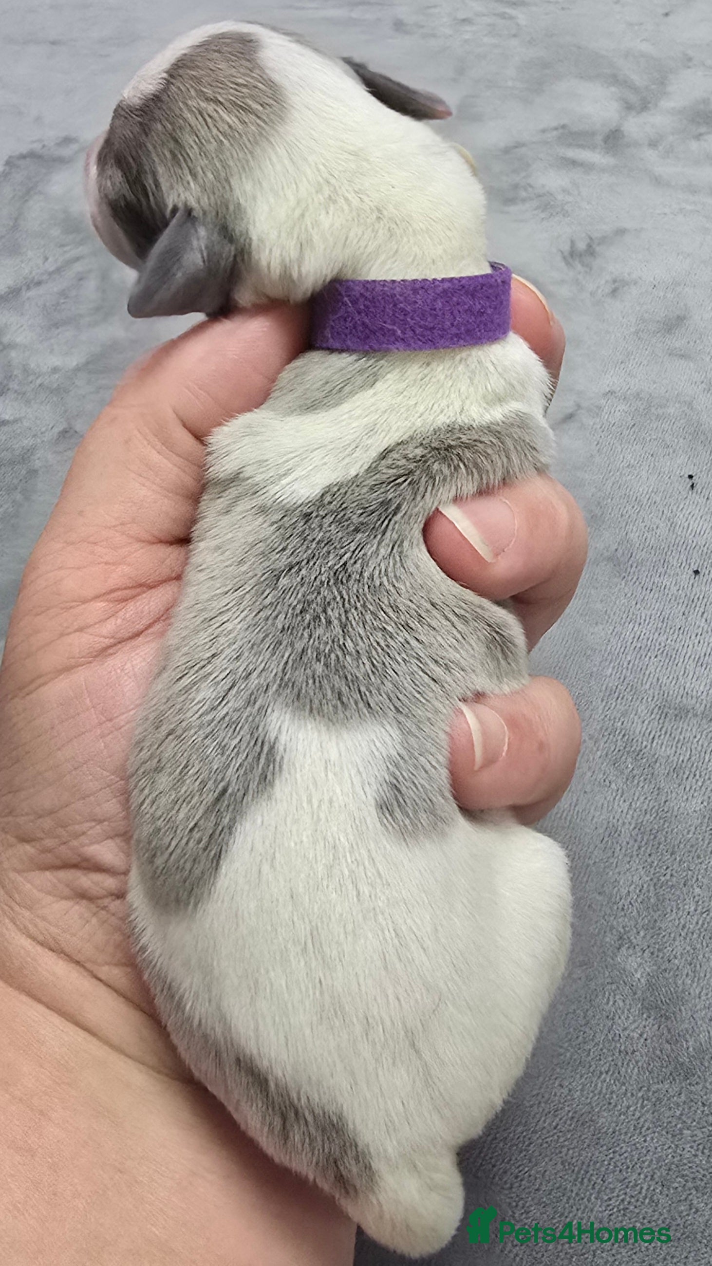 Whippet dogs Beautiful kc puppies not ready for 8 weeks  - Advert 2