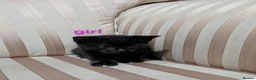 Mixed Breed cats for sale: Black floofy kittens, ready to go 🥰 - Advert 4