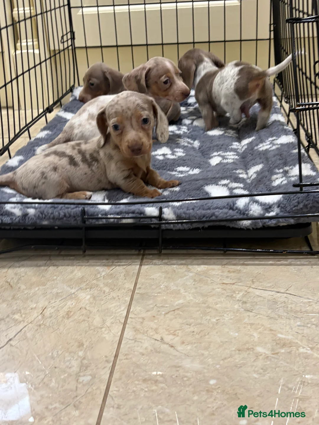 Miniature Dachshund dogs for sale: Miniature dachshund puppies for sale  - Advert 15