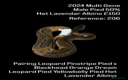 Python Snake reptiles for sale: Various Emoji Pied Ball Pythons Royal Snake  - Image 20