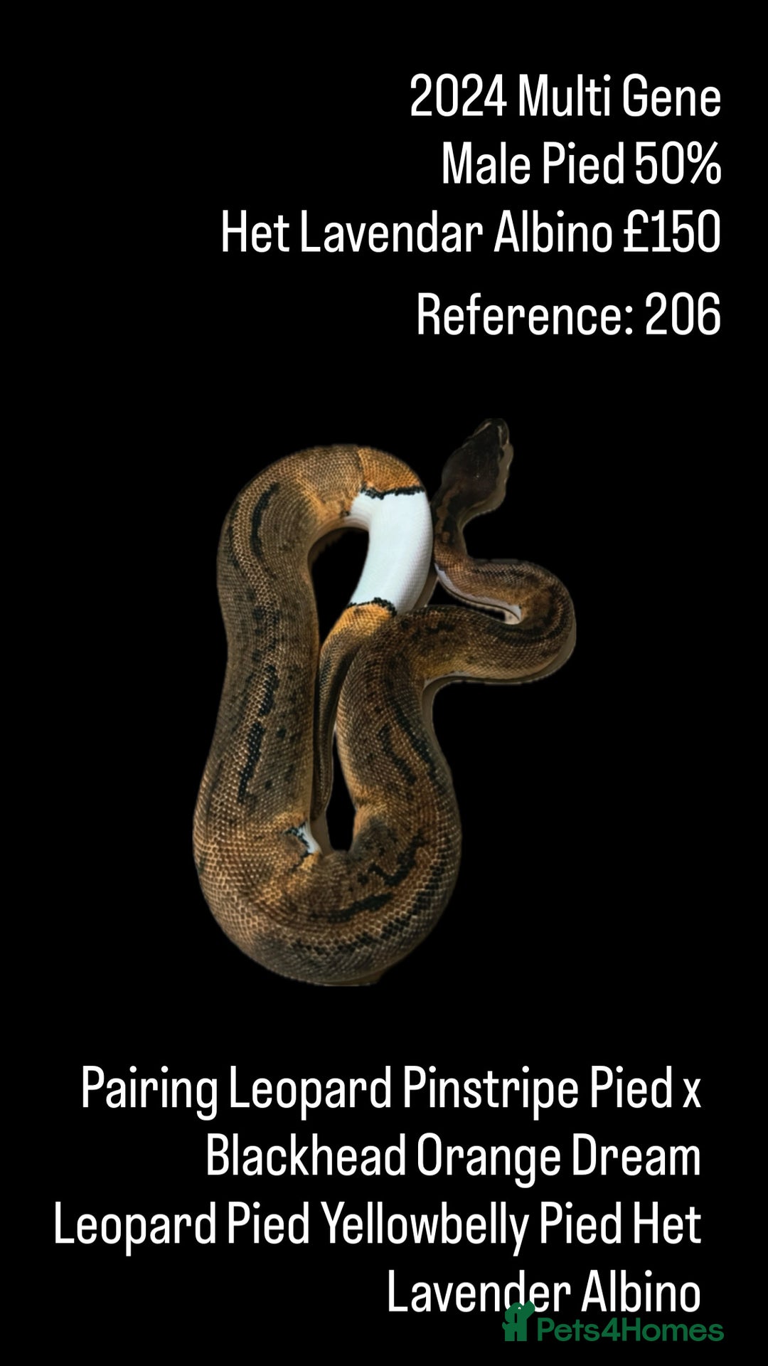 Python Snake reptiles for sale: Various Emoji Pied Ball Pythons Royal Snake  - Image 20