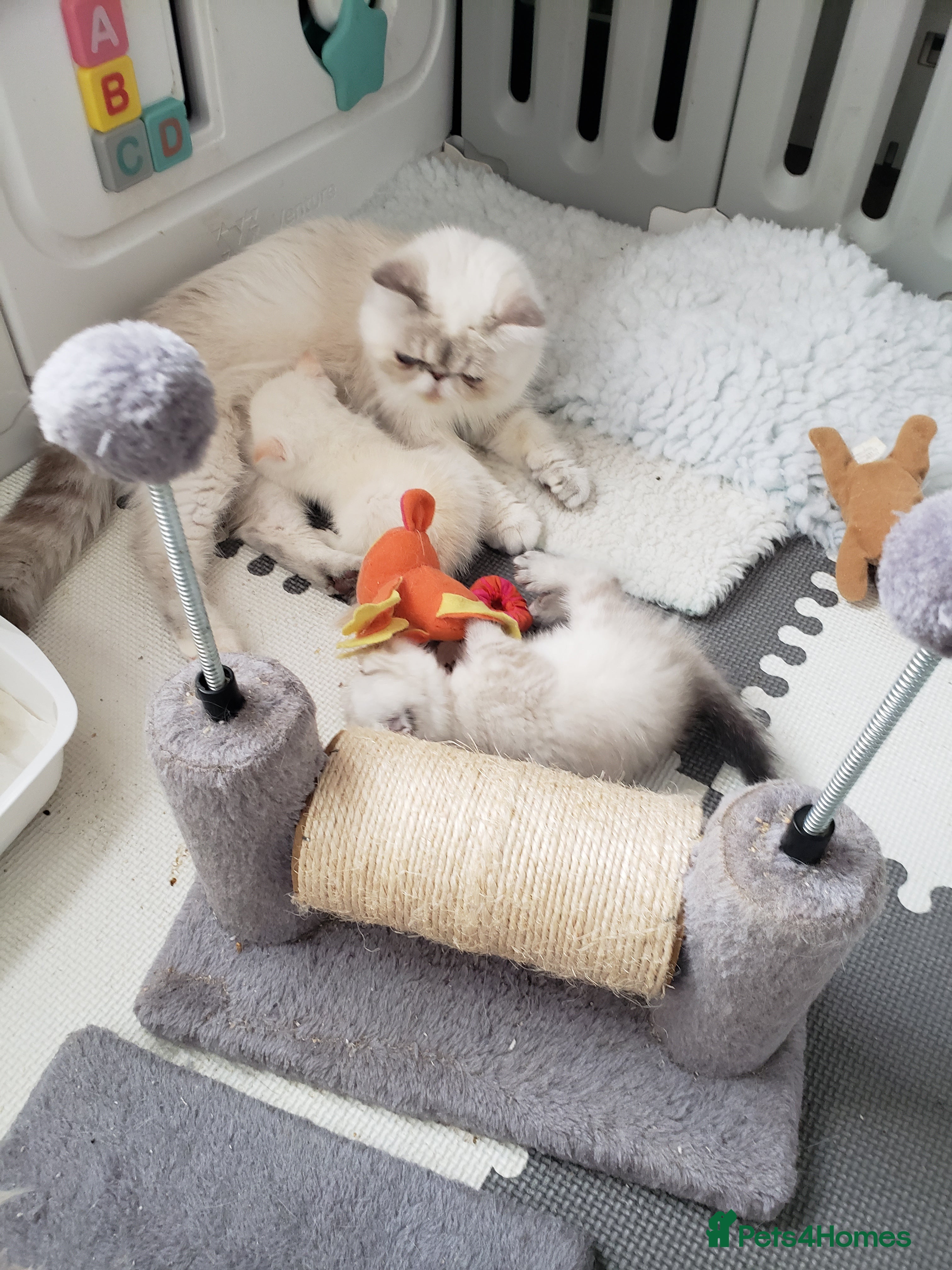 Exotic cats Fabulous   Baby Ready Now  - Advert 1