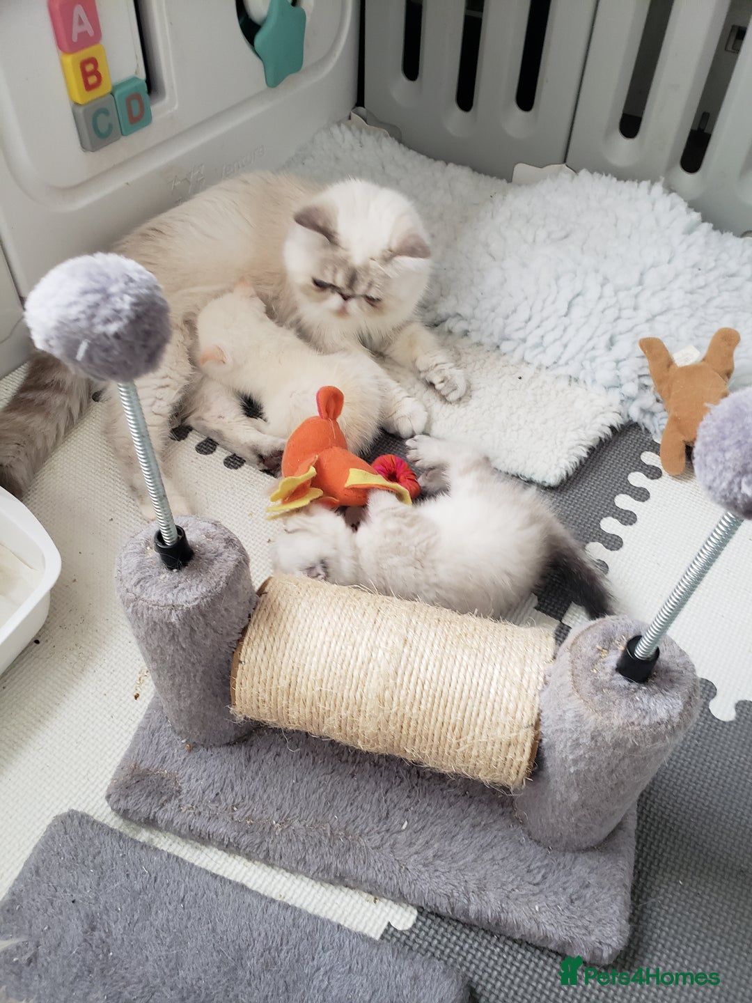 Exotic cats for sale: Fabulous  Colour Point Babies  - Image 5