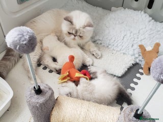 Exotic cats Fabulous Baby Ready Now - Advert 3