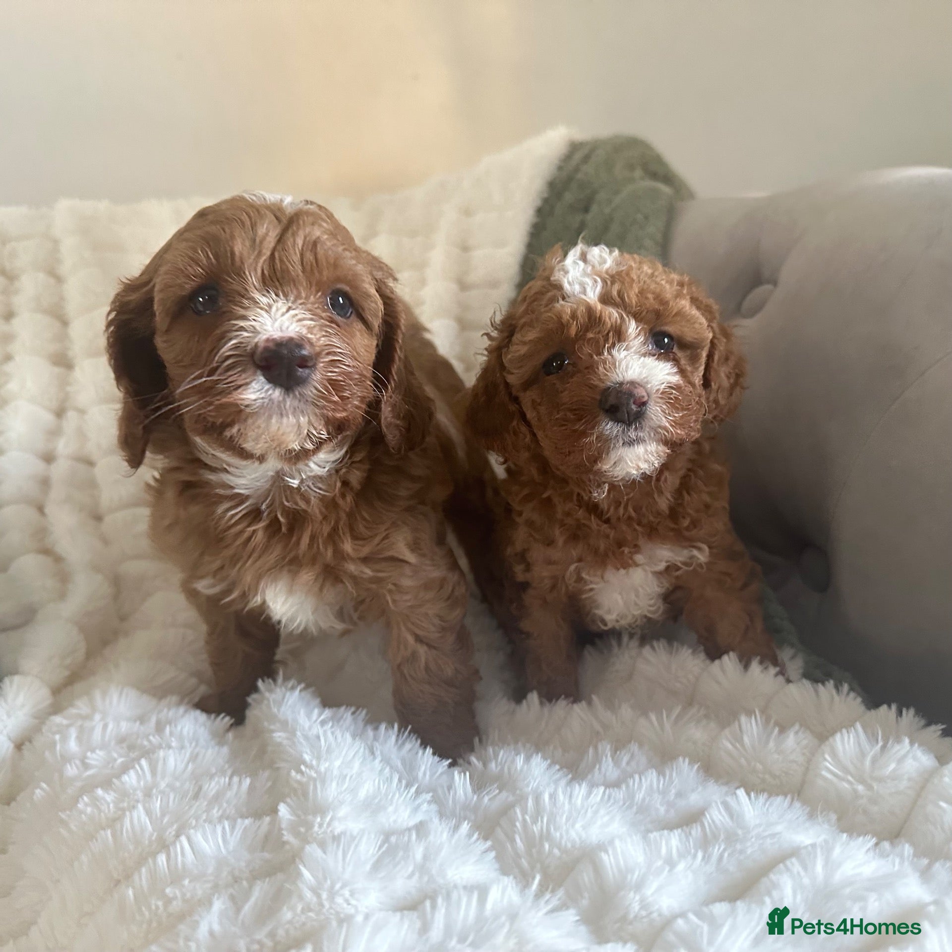 Cavapoo dogs Stunning  health tested Cavapoo puppies  - Advert 1
