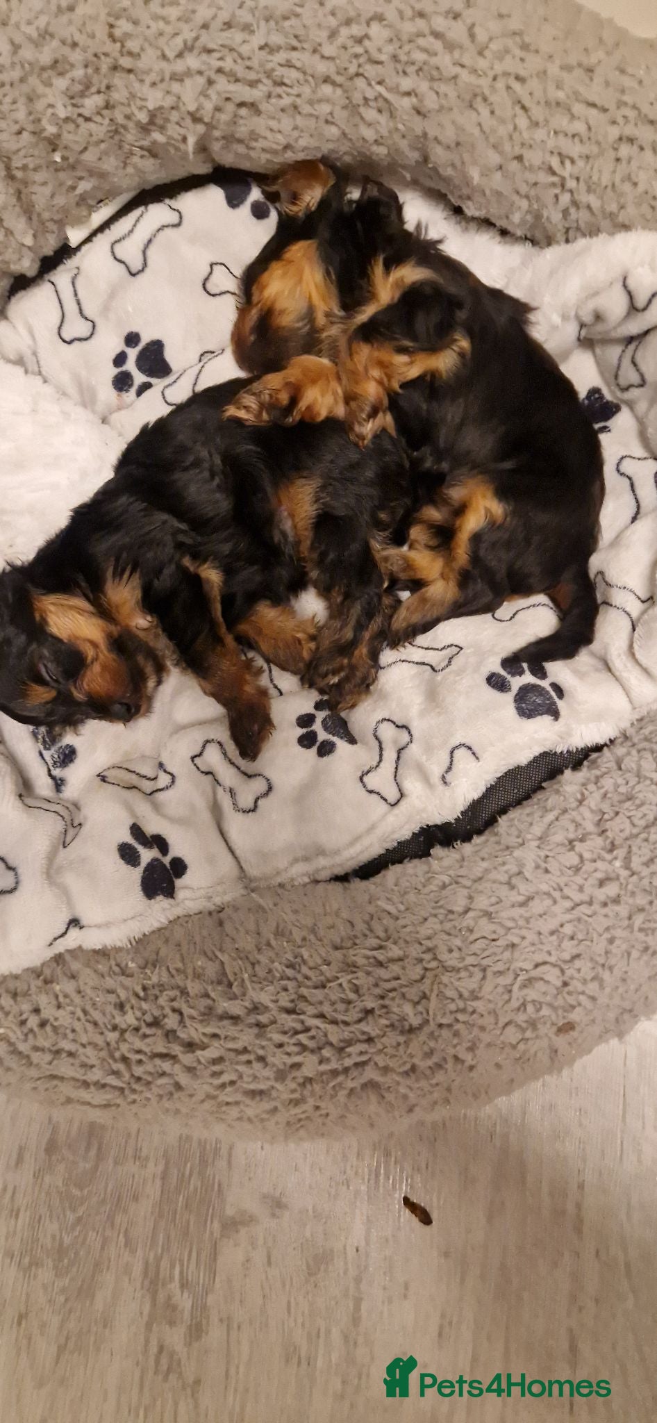 Yorkshire Terrier dogs Yorkshire terrier puppies 🐶  - Advert 2
