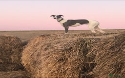 Whippet dogs for sale: Pedigree Purebred Blue and Two Toned Whippets - Image 7