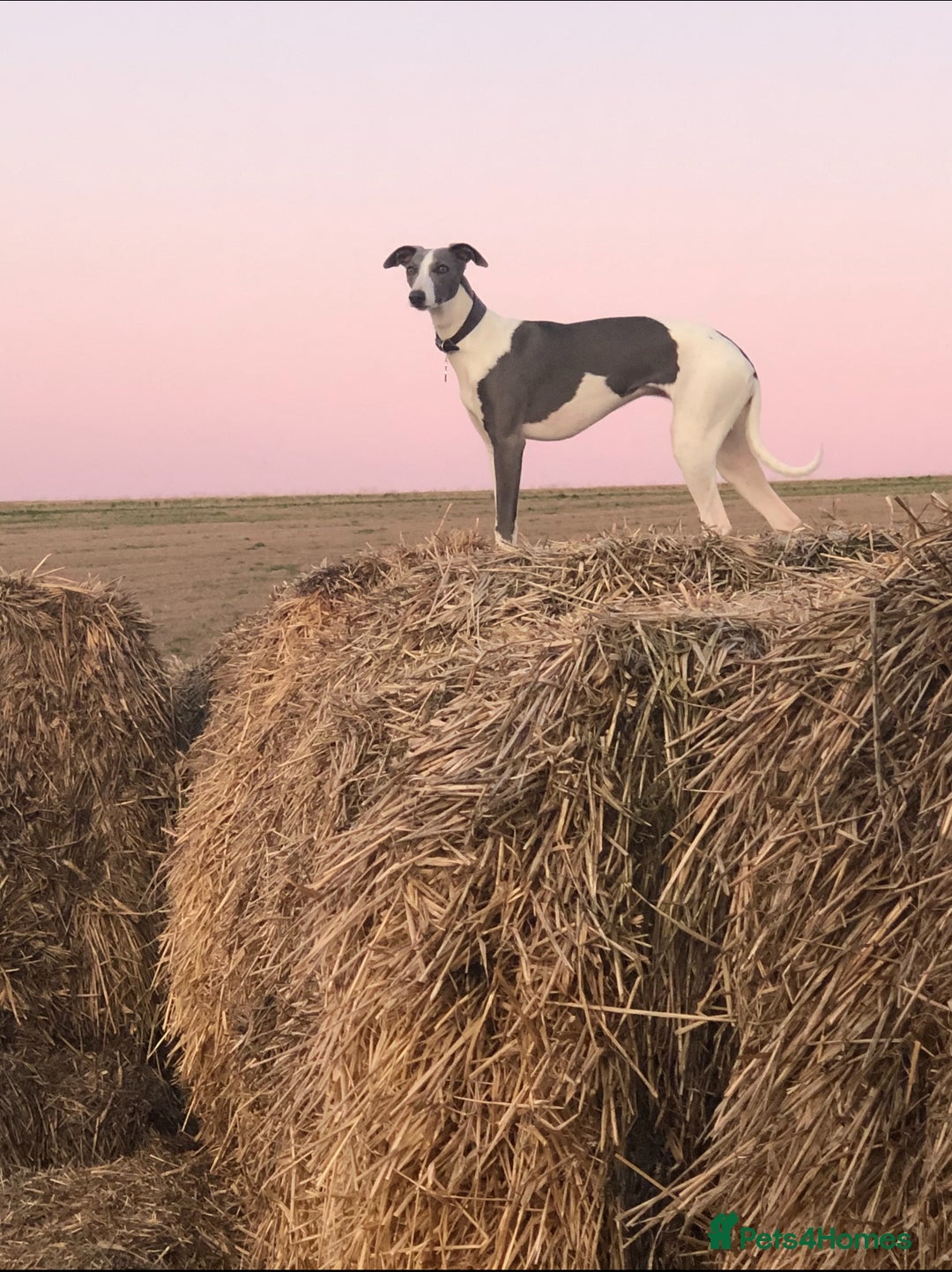 Whippet dogs for sale: Pedigree Purebred Blue and Two Toned Whippets - Image 7