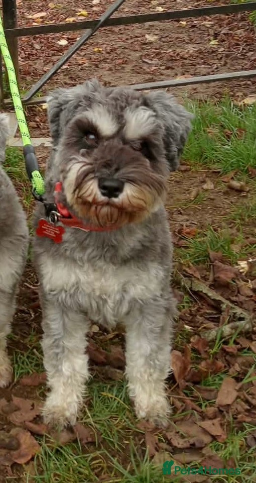 Miniature Schnauzer dogs Beautiful Miniature Schnauzer Puppies For Sale - Advert 7