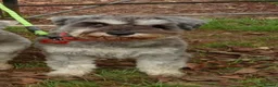 Miniature Schnauzer dogs for sale: Beautiful Miniature Schnauzer Puppies For Sale - Advert 1