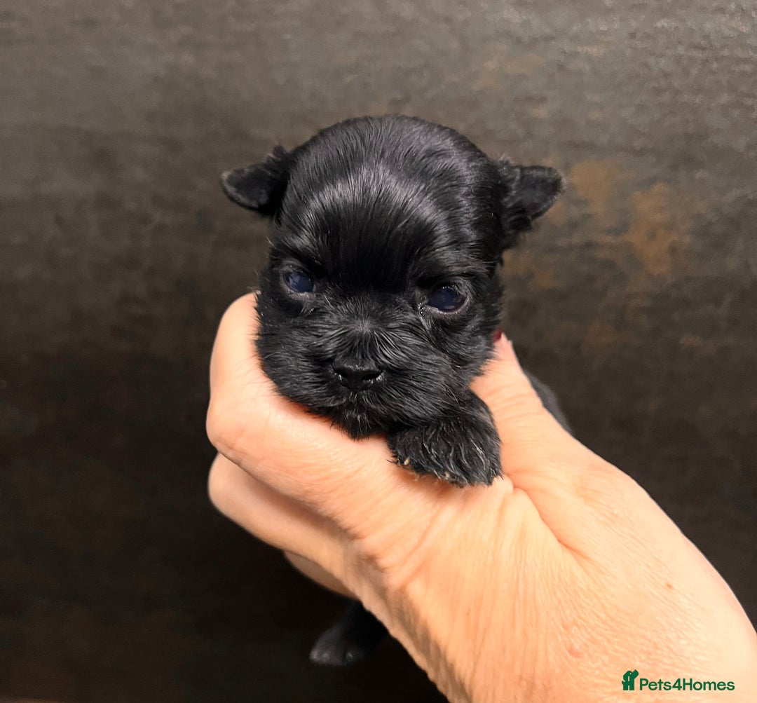 Yorkshire Terrier dogs for sale: ❀ Miniature Yorkshire Terriers – 4 Girls  ❀ - Advert 2