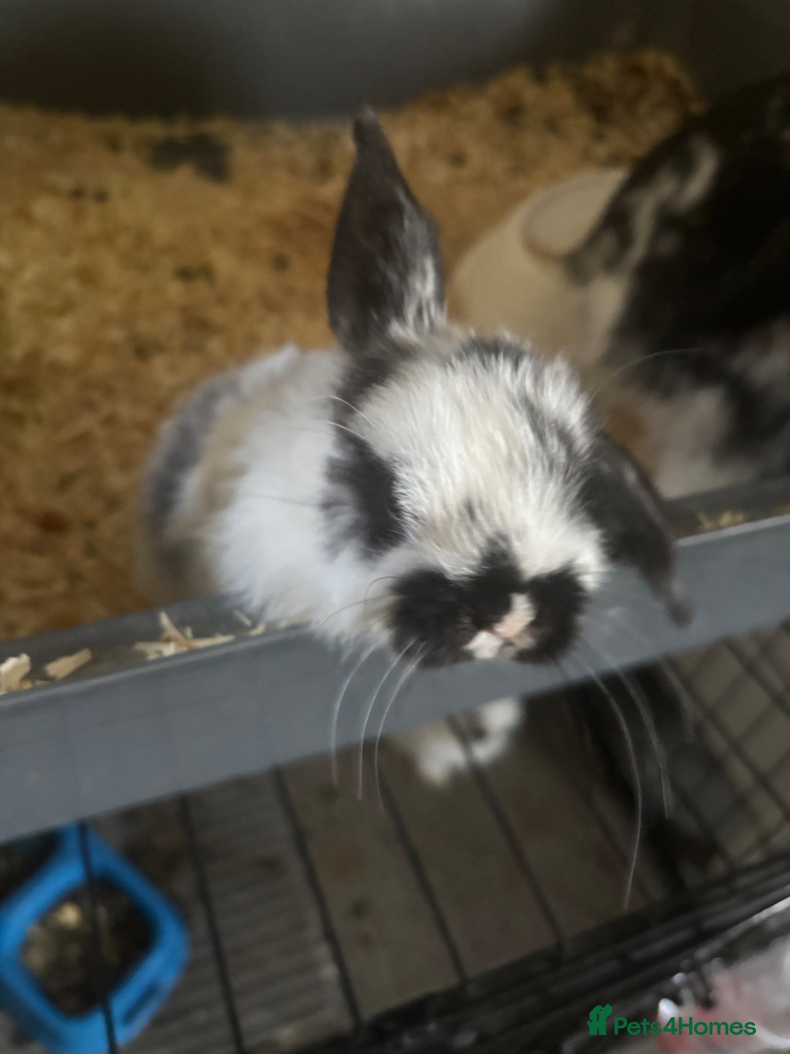 Mini Lop rabbits Baby mini lops  - Advert 7