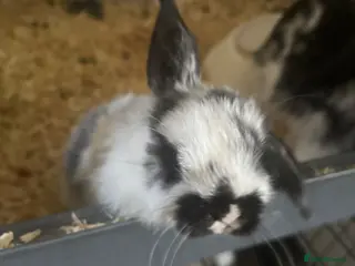 Mini Lop rabbits Baby mini lops - Advert 7