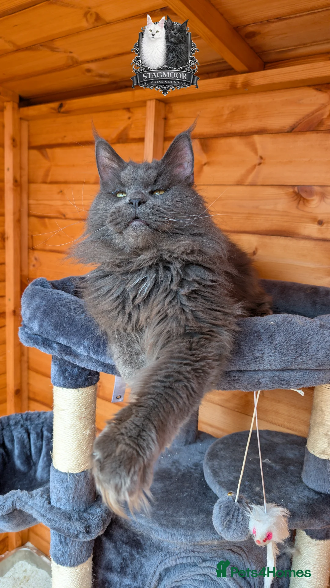 Maine Coon cats for stud: Large Blue Smoke Maine Coon Stud GCCF/TICA  - Advert 1
