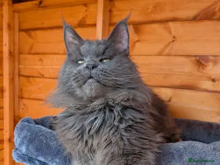 Maine Coon cats Large Blue Smoke Maine Coon Stud GCCF/TICA - Advert 1