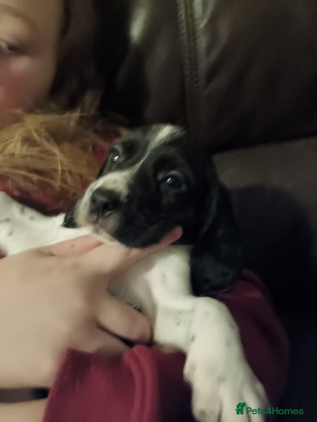 Bocker dogs for sale: Beagle x cocker - Advert 6