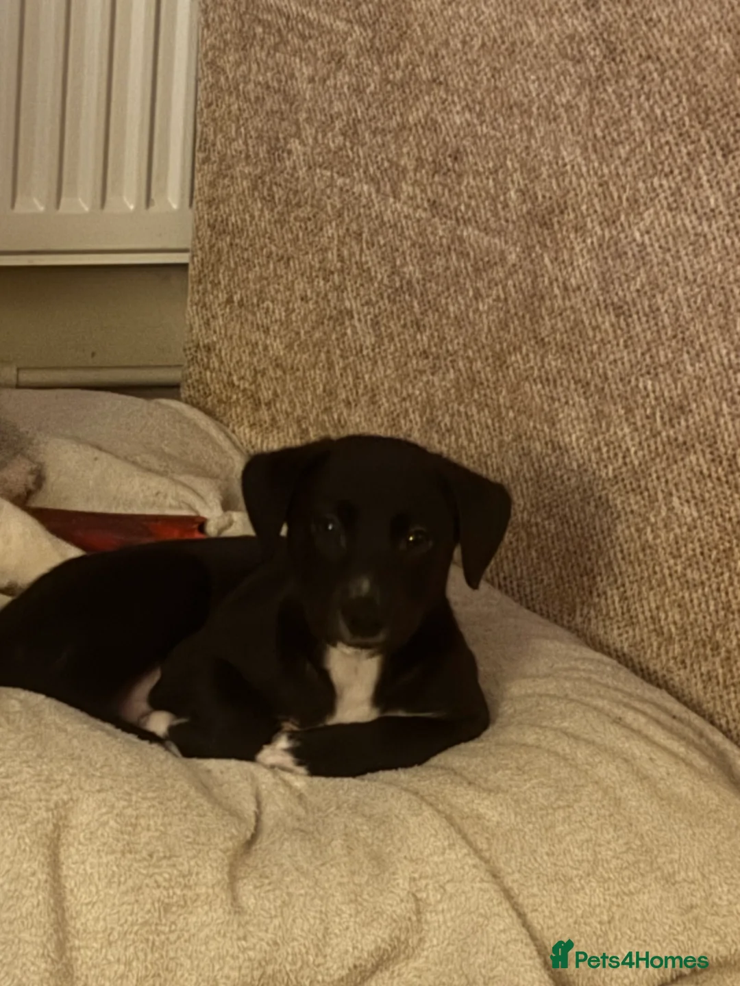 Mixed Breed dogs for sale: Whippet puppies  - Advert 23