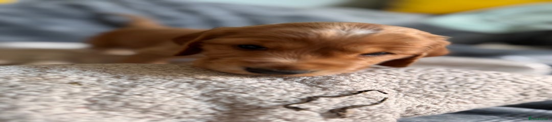 Cocker Spaniel Puppy 1