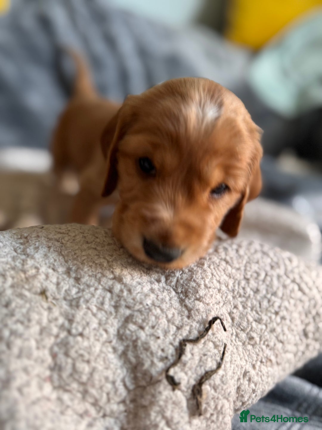 Cocker Spaniel dogs for sale: Show line cocker spaniels - Image 8