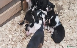 Border Collie dogs for sale: Four Female Border Collie Puppies  - Image 2