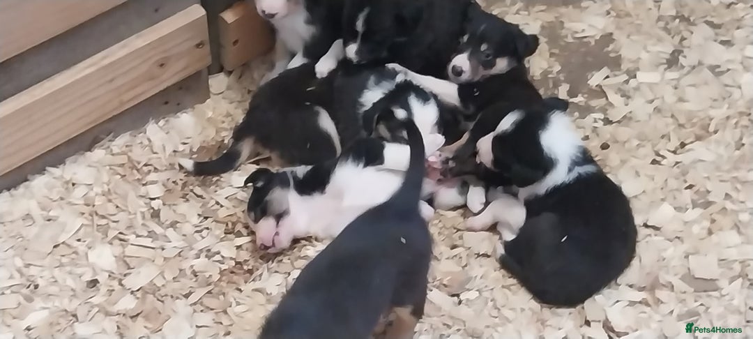 Border Collie dogs for sale: Four Female Border Collie Puppies  - Image 2