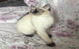 Siamese cats for sale: Siamese cross ragdoll adorable and cutest kittens  - Image 5