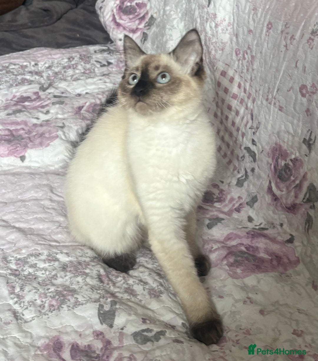 Siamese cats for sale: Siamese cross ragdoll adorable and cutest kittens  - Image 5