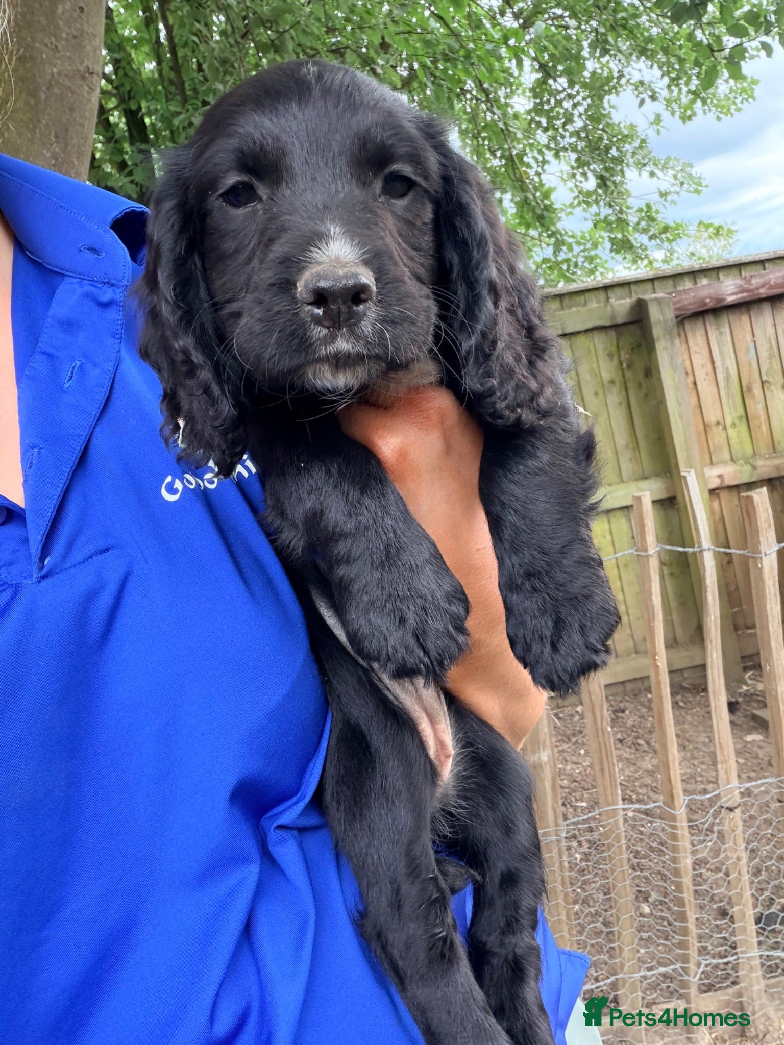 Cocker Spaniel dogs Working Cocker Spaniels  - Advert 1