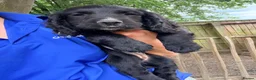 Cocker Spaniel dogs for sale: Working Cocker Spaniels  - Advert 1