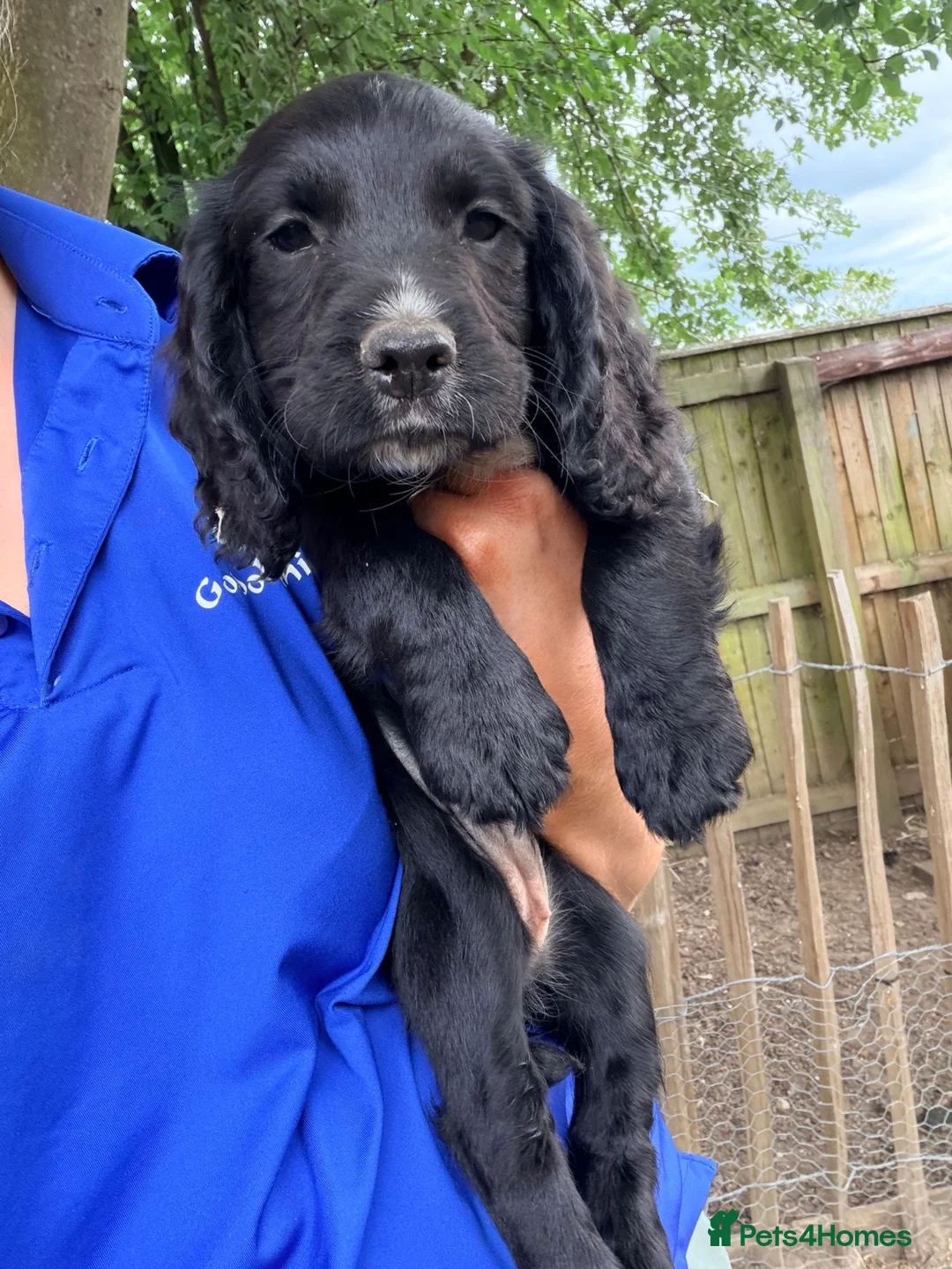 Cocker Spaniel dogs for sale: Working Cocker Spaniels  - Advert 1