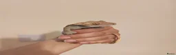 Gecko reptiles for sale: 4x Crested Geckos + Viv in Coalville - Advert 12