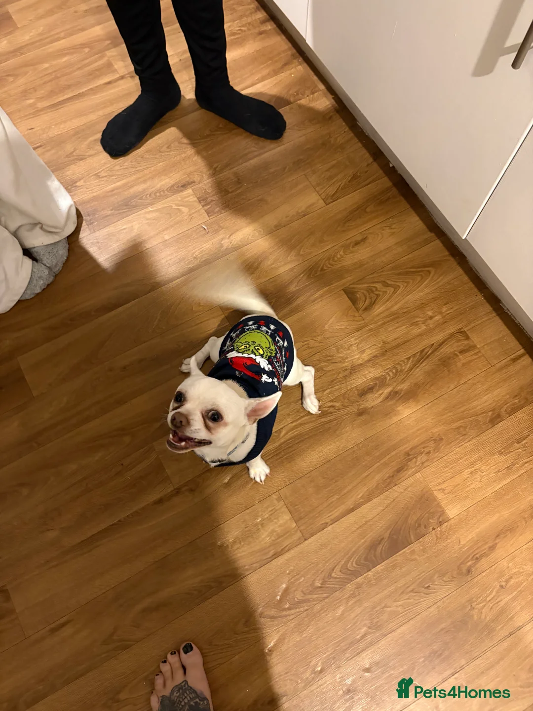 Chihuahua dogs for sale: Duck the chihuahua - Advert 2