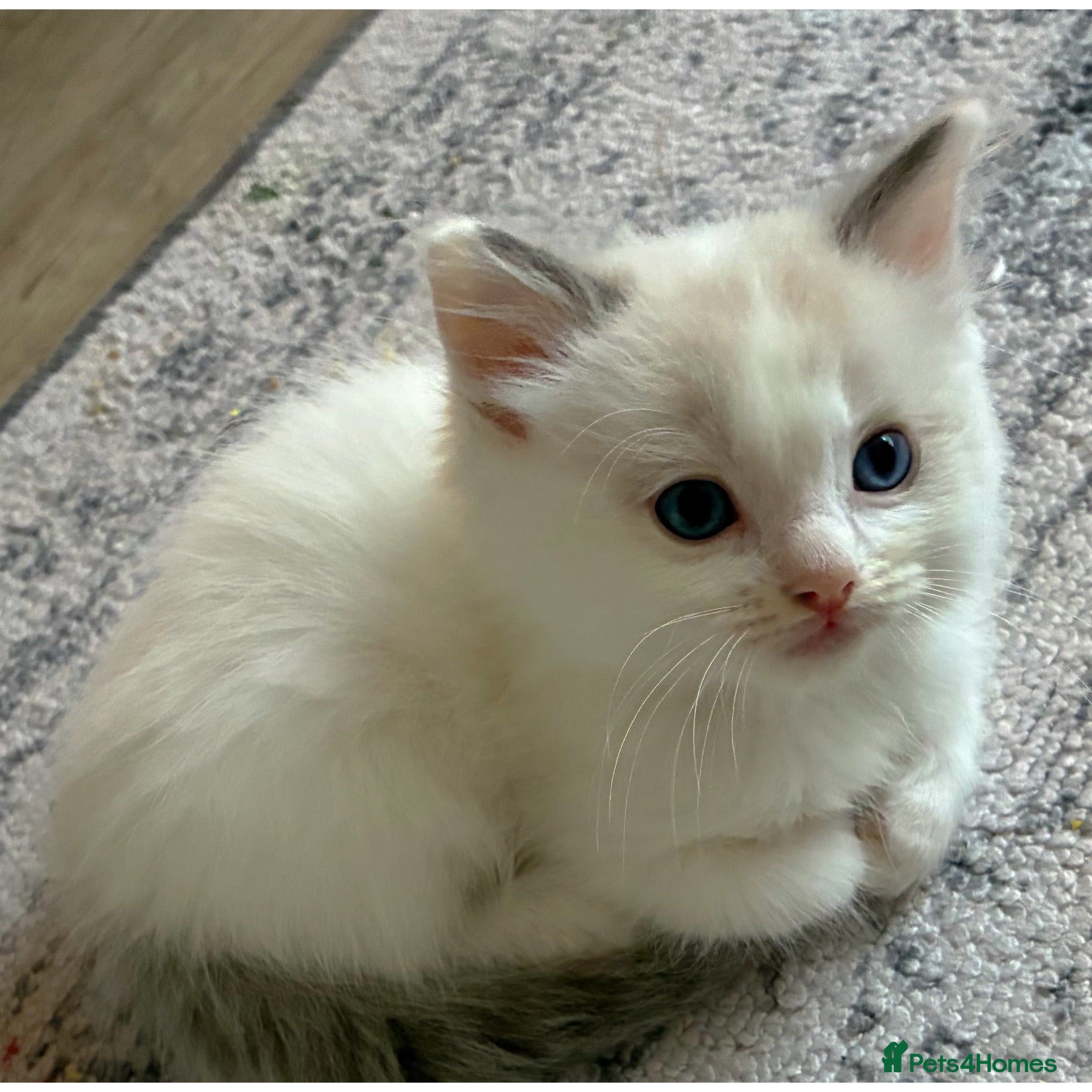 Ragdoll cats GCCF REGISTERED DNA TESTED PARENTS - Advert 5